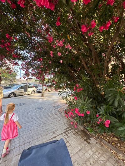 This image depicts a sunny day in Valencia, Spain, with a child in the foreground. The child, a young girl with blonde hair in a ponytail, wears a pink and white striped dress with red trim and white socks with pink fuzzy slippers. She is walking on a paved sidewalk lined with potted oleander bushes in bloom, displaying vibrant pink flowers. The sidewalk is made of grey square tiles. Behind the bushes, several cars are parked along the street, including a silver hatchback. The perspective suggests the photo was taken looking upwards through the flowering bushes. The warm lighting indicates it is likely daytime. The overall mood is cheerful and relaxed, capturing a moment outdoors. No visible text is present in the image.