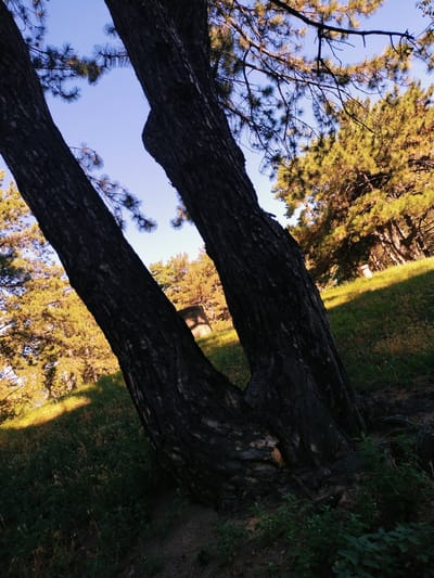 The image depicts a view from a park in Horishni Plavni, Ukraine, characterized by lush green grass, tall trees, and a clear blue sky. The foreground is dominated by two thick, dark tree trunks that appear to have grown together at their base, creating a distinctive V-shape. Their rough, textured bark is visible in detail. In the background, a gentle slope is covered in grass and dotted with more trees, their foliage illuminated by golden sunlight, suggesting it is late afternoon or early morning. A cylindrical object, possibly a monument or part of an infrastructure, is partially visible on the grassy slope amidst the trees. The overall scene conveys a sense of natural tranquility within an urban park setting.