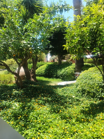 The image depicts a lush garden area with various trees and plants. In the foreground, a dense carpet of small yellow flowers and green foliage covers the ground. Several trees with prominent branches are visible, some bearing what appear to be citrus fruits. One tree in the center has a distinctive, gnarled trunk. Behind the trees, sculpted bushes and more greenery form rolling mounds. A pathway, partially visible, winds through the landscape. A tall palm tree stands towards the right, and in the background, hints of buildings and a clear blue sky are visible. The scene is bathed in sunlight, casting shadows that suggest an outdoor, temperate environment. The location is identified as Alanya, Turkey. There are no people or animals present in the image.