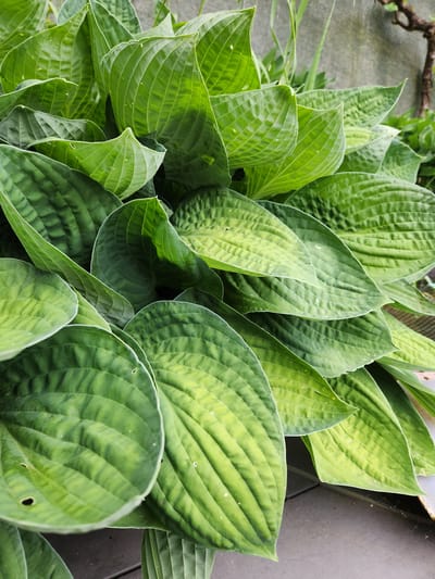The scene depicts a dense clump of vibrant green Hosta plants, located in Idar-Oberstein, Germany. Numerous large, ovate to heart-shaped leaves dominate the frame, displaying deeply impressed parallel veins that create a corrugated, ribbed texture. The foliage exhibits a range of greens, from darker, richer tones to lighter, yellowish-green areas, possibly indicative of variegation or sun exposure. Several leaves show small, irregular perforations consistent with pest damage. The plants are situated in front of a light grey, textured vertical surface, likely a wall or fence, visible in the background, particularly on the right side. A gnarled, dark brown branch or root structure is partially visible in the upper right background. The bottom portion of the image reveals a dark grey or brown horizontal surface, possibly a wooden deck or patio, where the lower leaves of the Hosta plant extend. No individuals or overt actions are present.