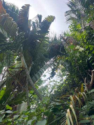 This image captures a low-angle view of lush tropical foliage, primarily focusing on large, fan-like palm leaves and abundant green vines. The scene is dominated by dense greenery, with the sky visible in patches through the canopy, suggesting a bright day. Several broad, dark green palm fronds are prominent, some appearing weathered with dried edges. Interspersed among them are lighter green leaves and thin, trailing vines, some of which have a yellowish hue. A thick, segmented tree trunk or branch cuts across the frame, providing a visual anchor within the dense vegetation. Small clusters of delicate white flowers are visible in the upper left and central areas, adding a subtle touch of contrast. The lighting suggests it is daytime, with bright sky filtering through the leaves. The overall impression is one of a dense, vibrant tropical environment, likely outdoors in a humid climate, consistent with a location like Baan Bo Phut, Thailand. No people, objects, text, or specific activities are depicted.