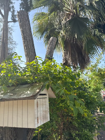 The image shows a view upward toward a palm tree and other foliage, with a white wooden structure partially visible among the trees. The location appears to be in an outdoor setting with trees and vegetation, possibly a residential area. The image is likely taken in Raanana, Israel, based on the prompt.