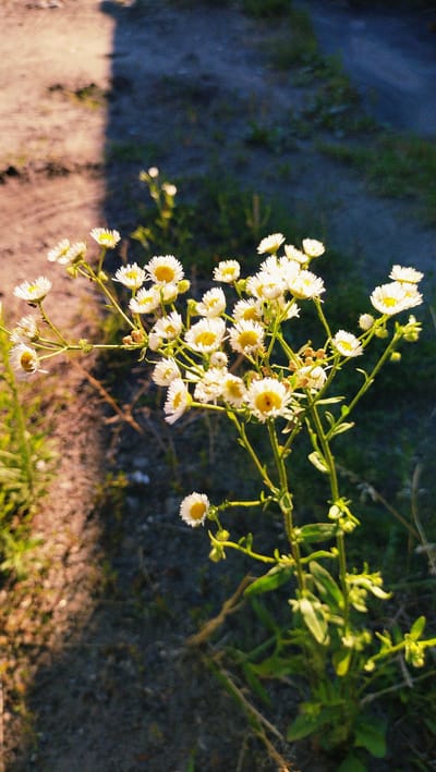 A low-angle shot captures a cluster of small white wildflowers with yellow centers, likely Conyza canadensis, blooming in the sunlight. The flowers are in sharp focus and occupy the majority of the frame, with their stems and green leaves also visible. The background is blurred, transitioning from a sandy, sunlit area on the left to a darker, greener, and more shadowed area on the right. The ground appears to be unpaved, possibly a dirt path or verge. No people are present in the image. The lighting suggests it was taken outdoors during the day, with sunlight casting a shadow across the scene from the left.