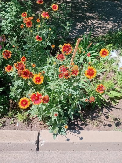 In the city of Kherson, Ukraine, a close-up, eye-level shot captures a vibrant flower bed. The flowers, predominantly Gaillardia, display a striking combination of red and yellow petals, creating a fiery appearance. They are in full bloom, with many flowers open and a few buds still forming. The foliage is lush and green, providing a rich backdrop to the colorful blossoms. The ground beneath the flowers appears to be soil, with some dried leaves and twigs scattered around. In the upper right portion of the image, a white flower, possibly a lily, is partially visible. The scene is illuminated by natural sunlight, casting dappled shadows from unseen trees onto the ground and the flowers. The lower edge of the image shows a concrete curb, suggesting the flower bed is located near a walkway or road. No people or animals are present in the frame.
