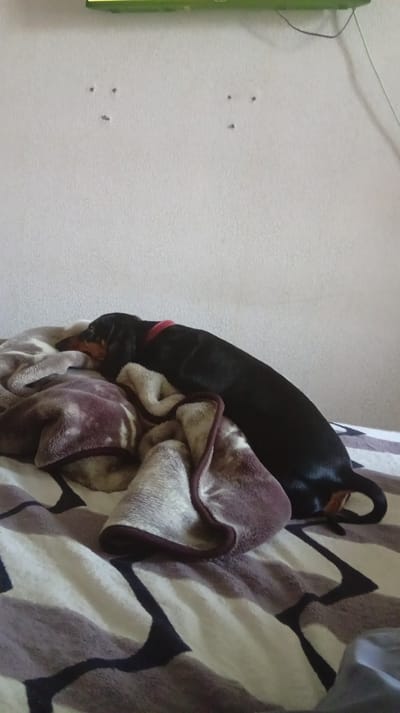 This media file shows a black and tan dachshund sleeping on a bed in Kryvyi Rih, Ukraine. The dog is curled up on top of a pile of blankets, with its head resting on a folded blanket. The blankets have a pattern of brown and beige swirls and blocks. The dog is wearing a red collar. In the background, a light-colored wall is visible. There are several small, dark circular marks on the wall, possibly nail holes. A green object, likely a television or monitor, is mounted on the wall near the top of the frame, and some wires are visible. The lighting suggests it is daytime, and the setting appears to be indoors, likely a bedroom. There is no text visible in the image.