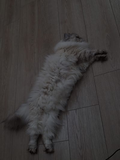 A long-haired, light-colored cat is lying on its back on a wood-patterned floor. The scene appears to be indoors. There is no evidence to support that this photo was taken in Panagyurishte, Bulgaria.