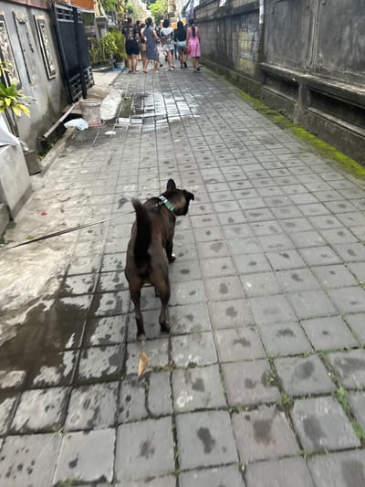 A medium-sized, dark brown dog on a leash walks on a wet, paved sidewalk in the city of Sukawati, Indonesia. The dog, viewed from behind, wears a green collar. Several people, their faces obscured, walk further down the sidewalk, some of them children. A wall runs along the right side of the sidewalk, partially covered in moss. Buildings and fences line the left side, with a few plants and a metal grate visible. Trash cans and other debris are scattered along the edge of the sidewalk. The overall scene depicts a typical street scene in a humid, tropical climate.