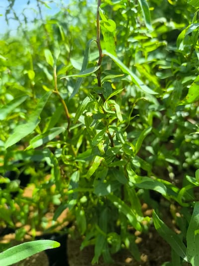 The image shows a close-up, slightly out-of-focus view of green foliage, likely in a nursery setting in Boskoop, Netherlands. The leaves are elongated and have a somewhat waxy appearance. Some leaves show small, dark spots. The background consists of more greenery and what appears to be the ground or potting material. The lighting suggests it is daytime. There are no people or animals visible in the image. The overall impression is of a lush, green plant specimen.