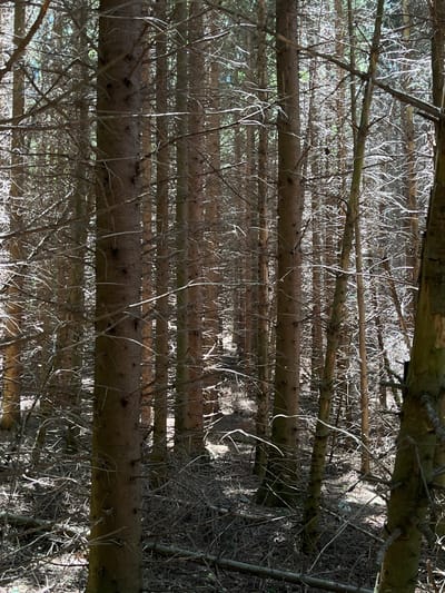 The image depicts a dense forest with numerous conifer trees. The lighting suggests it is daytime, with sunlight filtering through the branches and creating dappled shadows on the forest floor. The ground is covered with fallen needles and branches, indicating a natural forest environment. There are no visible people or animals in the image. The scene is typical of a woodland area and could be found in many forested regions, including those within the Petrovac-na-Mlavi Municipality of Serbia.