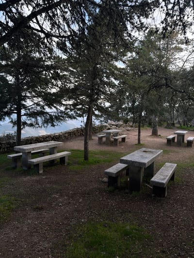 This image depicts an unoccupied outdoor picnic area situated on a hillside, overlooking a distant landscape, likely near the city of Peso da Régua, Portugal. The scene features multiple heavy, unadorned stone picnic tables with integrated benches, constructed from light grey granite. Three such tables are clearly visible in the foreground and midground, with two more partially visible further back. The ground is a mix of bare earth and sparse patches of green grass. Numerous trees, primarily conifer-like with dense, dark green to grey-green foliage and some visible moss or lichen on their branches, are scattered throughout the area, casting soft, diffused shadows. A low, dry-stacked stone wall forms a boundary in the midground, beyond which a layered panorama of undulating hills and mountains extends under an overcast or pale blue sky. No individuals, animals, or personal belongings are present, indicating the area is currently vacant. The lighting is natural and even, suggesting either an overcast day or early/late daylight hours.