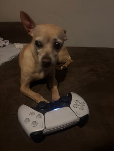 A tan Chihuahua lies on a brown surface, possibly a couch or bed. To the right of the dog is a white and black Playstation 5 controller. The dog is looking at the camera. The background is out of focus. It is not possible to determine the location of San Francisco Ocotlán (Ocotlán), Mexico, from the image.