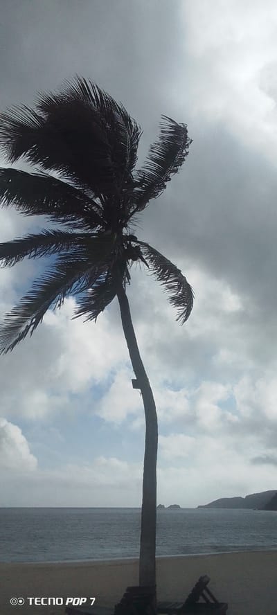 A dark silhouette of a palm tree stands tall against a cloudy sky on a beach in Pedro González, Venezuela. The palm tree's fronds are being blown by the wind. The ocean stretches out to the horizon, with distant islands visible. The sand is a light brown, and a lounge chair is visible in the foreground. The image is taken from a low angle, looking up at the palm tree. The lighting is dim, suggesting an overcast day. A watermark in the bottom left corner reads "TECNO POP 7".