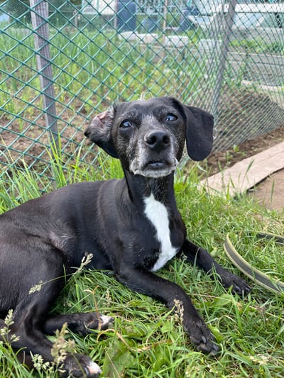 A medium shot captures a black dog lying in grass next to a green metal fence. The dog has white fur on its chest and muzzle, and its ears are floppy. The fence is made of diamond-shaped wire mesh and is supported by wooden posts. Beyond the fence, there are plants and what appears to be a garden. A hose lies on the ground to the right of the dog. The scene suggests an outdoor setting, possibly a backyard or a park, in Nizhny Tagil, Russia.