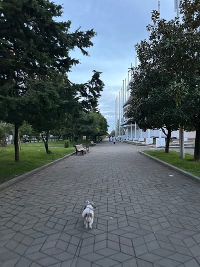 The image depicts a paved walkway in Batumi, Georgia, lined with trees and benches. A dog is walking on the path. People are sitting on benches in the distance. The path runs along the waterfront near the Colonnades of Batumi, discernible by the white pillars in the background. The sky is overcast.