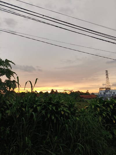 The image presents an outdoor scene at either sunrise or sunset, located within the city of Bogor, Indonesia. The sky occupies the upper two-thirds of the frame, displaying an overcast condition with grey, pink, and orange cloud formations, and a distinct bright orange glow on the horizon indicating the sun's position. Multiple dark electrical power lines stretch horizontally across the upper portion of the sky.
The foreground is dominated by dense, dark green foliage, consisting of tall grasses and broad-leaf plants that obscure the immediate ground. Beyond this foliage, a mixture of natural and man-made elements is visible. A line of trees and several smaller, darker residential structures with red-tiled roofs are present. To the far right, a modern, multi-story white building with multiple balconies and dark-framed windows is prominent. An exposed lattice-style electrical transmission tower (pylon) rises significantly behind the white building on the right. Distant, faint outlines of hills or higher ground are discernible on the horizon. No individuals, specific actions, or direct interactions are observable within the frame.