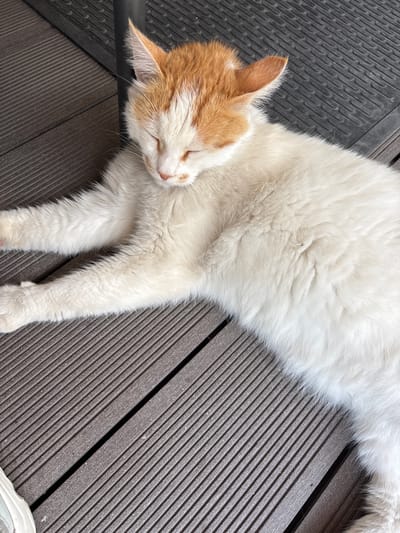 A white domestic feline, featuring ginger-orange fur on its ears and the top of its head, is observed sleeping on a dark brown, ribbed composite decking surface in Gotse Delchev, Bulgaria. The cat's eyes are closed, and its head is oriented towards the upper right of the frame, resting on the deck. Its body extends diagonally across the lower and central portions of the image, with its front paws stretched towards the left. A dark, cylindrical object, likely a furniture leg, is partially visible behind the cat's head. Adjacent to this object, a section of dark grey flooring with a repeating textured pattern is present. In the bottom-left corner of the image, the front portion of a white fabric shoe is partially visible.