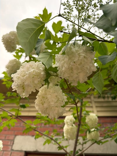 In Sukhaya, Russia, a close-up, low-angle shot captures a cluster of large, spherical white flowers, likely Snowball Hydrangeas (Viburnum opulus 'Roseum'), in bloom. The flowers, composed of numerous small, densely packed florets, hang from thin, brown branches interspersed with green leaves. The background reveals a rustic setting: a brick wall with a lighter-colored horizontal band above it, followed by a wall with horizontal siding, all under a bright, overcast sky. The overall impression is a serene, natural scene set against a man-made backdrop.