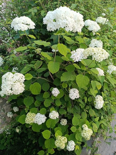 This media file is a close-up, vertical shot of a lush green shrub covered in large, round, white hydrangea blooms. The hydrangeas are the dominant subject, with many clusters of small, delicate flowers forming large, showy pom-poms. Some of the blooms are tinged with a light yellow or green, suggesting they are either in different stages of development or the variety allows for such coloring.
The setting is an outdoor garden or natural landscape, with abundant green foliage providing a rich backdrop. The leaves of the hydrangea plant are large, heart-shaped, and a vibrant green. Interspersed with the hydrangeas are other types of greenery, including some finer-leaved plants and branches. A hint of a stone wall or path is visible on the lower left, and a paved surface on the lower right, suggesting it's a garden edge or pathway.
The image appears to have been taken during daylight, likely in the late afternoon or early evening, as the sunlight casts soft shadows and highlights the white flowers. The overall mood is serene and natural, showcasing the beauty of the blooming flowers. There is no visible text in the image. The location context provided is Ternopil, Ukraine.