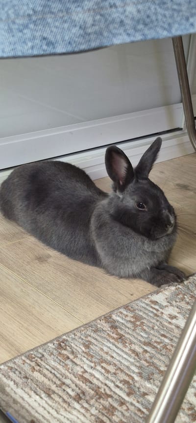 A grey rabbit is lying on a wooden floor in front of a light-colored baseboard. To the left of the rabbit is a section of blue denim fabric. In the foreground, the edge of a patterned rug is visible. The rabbit is facing to the right, with its ears perked up and its eyes open. There are no people visible in the image. The scene appears to be indoors, likely in a residential setting.