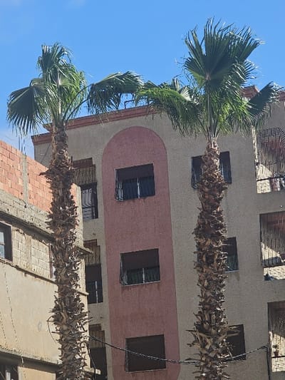 The image displays an urban residential scene in the city of Salé, Morocco, under a clear blue sky. Two mature palm trees with rough, segmented trunks and green fronds occupy the foreground and midground. Behind them, a multi-story building with a light beige exterior features a prominent vertical section painted a muted reddish-pink, topped with a rounded arch detail. This building contains multiple rectangular windows, most fitted with dark metal security grilles and some with dark roller shutters. A small green potted plant is visible on a window ledge on the building's lower right. To the left of the main building, a partially visible structure exhibits exposed red brick and concrete block construction. Dark electrical cables are strung horizontally across the lower-middle portion of the frame. No individuals are visible in the scene.