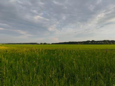 This media file depicts a serene rural landscape under a cloudy sky. The foreground is dominated by tall, lush green grass, interspersed with some lighter-colored seed heads, suggesting a meadow or uncultivated field. This dense vegetation creates a sense of depth, with individual blades of grass sharply in focus in the immediate foreground and softening towards the middle ground.

Beyond the grassy expanse, a vast, vibrant green field stretches towards a distant tree line. This cultivated field, likely agricultural, appears flat and expansive, contributing to the tranquil atmosphere of the scene. The distant horizon is marked by a dense forest of trees, their dark green foliage contrasting with the lighter greens of the fields.

The sky above is filled with a variety of clouds. Darker, heavier clouds are present, interspersed with lighter, more wispy formations. There are hints of blue sky peeking through in some areas, and a soft, diffused light suggests it is either early morning or late afternoon. The overall weather appears overcast, possibly after or before a rain shower.

No people or specific objects are visible in the image, emphasizing the natural beauty of the setting. The scene evokes a feeling of peace and solitude. The location cues, such as the type of vegetation and the vast open fields, along with the provided context of Kemerovo, Russia, point to a rural or agricultural region. There is no visible text in the image.
