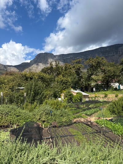 The image depicts a view in Cape Town, South Africa, with Table Mountain prominently displayed on the left. The foreground is filled with a garden or agricultural area, featuring plants, possibly crops, and irrigation systems. Mesh netting is also visible. Scattered trees and buildings are nestled among the greenery. The sky is partly cloudy, with patches of blue. The overall scene captures a blend of natural landscape and cultivated spaces against the backdrop of the iconic mountain and sky.