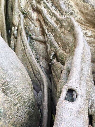 The image depicts the close-up of a large tree trunk with prominent, interwoven roots. The bark is a light grayish-brown, with textured surfaces and some visible moss or lichen growth in greenish patches. A small hole is visible in the rightmost root. The background is blurred, but it appears to be part of the same tree. The location is in Tua, Indonesia.