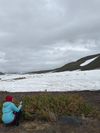 A person wearing a teal jacket and red hood is crouching next to a bushy green plant in the foreground, holding a dark object in their right hand, possibly a phone. The ground in the foreground is dark and rocky with some dry grass. Behind the person is a large expanse of melting snow, with patches of darker earth showing through. In the mid-ground, a barren, snow-covered slope rises, with green vegetation appearing higher up on the hillside, and a white patch of snow still clinging to its surface. The background features a distant, mist-shrouded landscape under a cloudy, overcast sky. The scene appears to be a natural, mountainous environment.