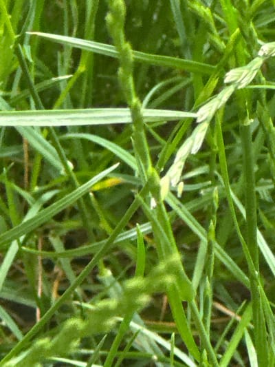 The image is a close-up, shallow depth-of-field photograph of green grass. Blades of grass are blurred in the foreground and background, with some in sharper focus in the mid-ground. The lighting suggests it is daytime, with natural light filtering through the grass. There are no people, animals, buildings, or any discernible man-made objects visible. The scene depicts a natural grassy environment. No specific location within Tewkesbury, United Kingdom can be determined from the image.