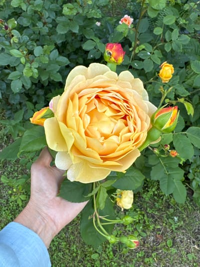 A close-up shot captures a fully bloomed, light yellow rose with ruffled petals. The rose is the central subject, positioned slightly to the left of the frame. A hand, belonging to a person wearing a light blue garment, is gently supporting the rose from below, its fingers subtly visible beneath the bloom. Several rosebuds, some in various stages of opening with hints of red and orange, are scattered around the main rose, adding depth and color variation to the scene. The background consists of lush green rose leaves and a patch of grassy ground, suggesting a garden setting. The lighting appears natural, possibly indicating daytime, and the overall atmosphere is serene and appreciative of nature's beauty. The location is identified as Sankt-Peterburg, Russia. No visible text is present in the image.