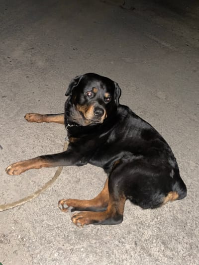 A black and tan Rottweiler is lying on a grey asphalt surface. The dog is facing the camera, with its head tilted slightly to its right. Its front legs are extended forward, and its hind legs are tucked beneath its body. The dog appears to be wearing a collar. The background is a continuation of the asphalt surface, which is speckled with small white and grey stones. The lighting suggests it may be nighttime or a dimly lit area. There is no indication of the specific location within Horishni Plavni, Ukraine.