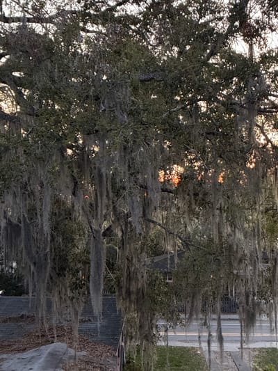 The image depicts a residential street scene in Gainesville, Florida, United States, captured during either sunrise or sunset. A large tree, consistent with a live oak, heavily draped with long strands of grey Spanish moss, occupies the majority of the frame. Filtered sunlight, appearing as bright orange-yellow bursts, is visible through gaps in the tree's foliage in the upper right quadrant, indicating a low sun angle.

In the lower left, a portion of a dark-shingled residential roof is visible, partially covered with scattered brown leaves. In the lower right, a paved street or road extends horizontally across the frame, exhibiting faint white and yellow lane markings and appearing damp or reflective. Adjacent to the street is a strip of green grass. Further in the background, beyond the street, a dark fence and the partial view of another residential roof are discernible. No human figures or explicit actions are present within the scene.