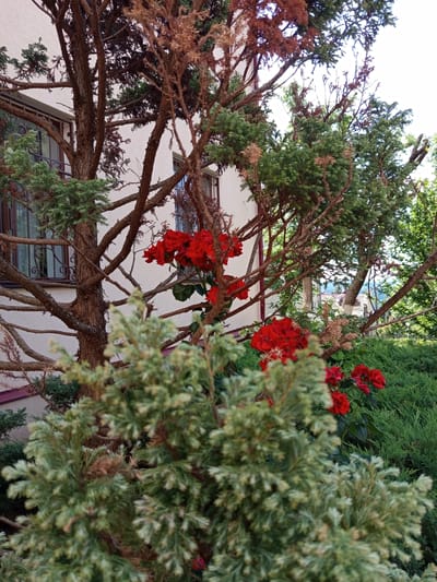 The image captures an outdoor scene featuring lush green foliage and vibrant red flowers in front of a light-colored building. The building appears to be a house or a smaller institutional structure, with visible windows that have decorative metal grilles. The foreground is dominated by a conifer tree with intricate branches, some of which appear dried or brown, contrasting with the healthy green needles of the same tree and another, smaller conifer. In the middle ground, clusters of bright red flowers, possibly geraniums, are blooming amongst the branches. In the background, more dense green bushes and trees are visible, and a glimpse of another building with a rounded roof structure can be seen further in the distance, suggesting a residential or garden setting. The sky is a bright, washed-out white, indicating it might be a sunny day. The overall impression is one of a well-maintained garden area adjacent to a building. This scene is located in Pyatigorsk, Russia.
