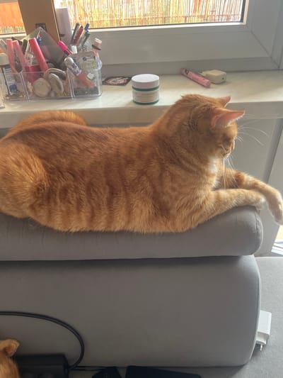The image shows an orange tabby cat resting on a gray sofa. The cat is lying on its side, with its head turned to the right, looking out of frame. Its paws are extended forward. In the background, a windowsill is visible, with various items on it, including makeup, pens, and a jar of cream. Sunlight is streaming in from a window, casting a warm glow on the scene. There is no indication of the cat's location in Zabrze, Poland, or any other specific city.