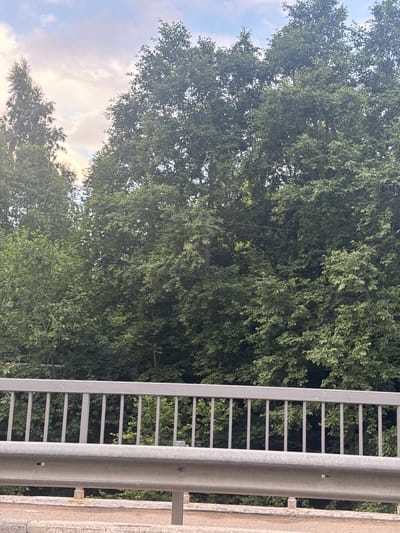 The image shows a dense canopy of green trees against a sky with pale clouds. In the foreground, a metal railing with vertical bars and a horizontal beam runs across the frame, suggesting a bridge or elevated walkway. The railing is gray and appears to be made of metal. The trees behind the railing are lush and varied in their foliage. The overall scene depicts an outdoor environment with a focus on natural elements and man-made structures for pedestrian passage. The location is identified as Murino, Russia.