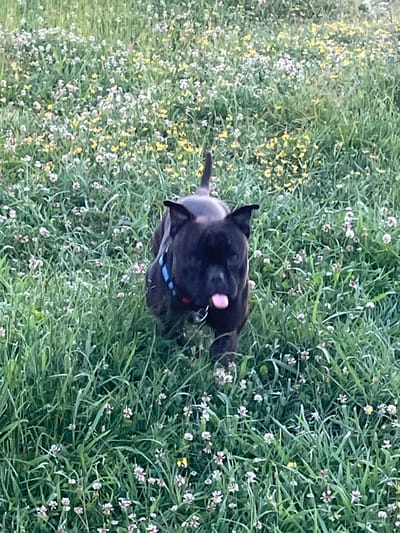 A dark-colored dog is standing in a grassy field speckled with small white and yellow flowers. The dog is facing the camera with its tongue sticking out and appears to be wearing a blue collar. The field is densely covered with green grass and various small wildflowers. The lighting suggests it is daytime, possibly late afternoon or early evening. The location is identified as Baranovka, Russia.
