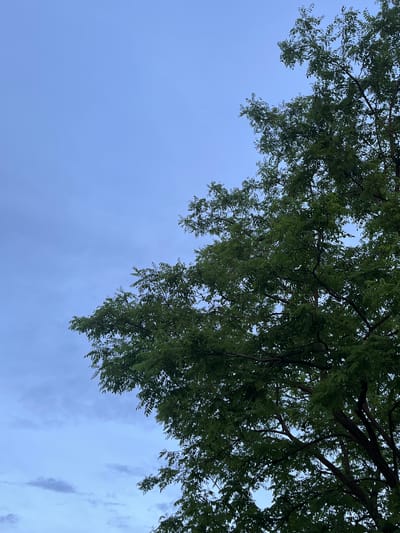 The image depicts a section of a tree with abundant green foliage, primarily on the right side and extending into the upper portion of the frame. The branches and leaves create a dense canopy against a soft, pale blue sky, which occupies the left side and upper left quadrant of the image. Faint, wispy clouds are visible in the lower left portion of the sky. The lighting suggests it might be late afternoon or early evening. There are no people or identifiable structures present in the scene. The location is specified as Novopokrovskaya, Russia.