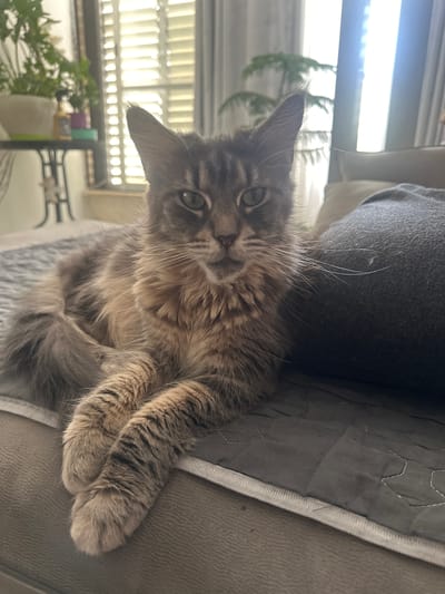 A medium-shot, eye-level photograph shows a long-haired, grey tabby cat lying on a grey quilted comforter. The cat is facing the camera with its front paws crossed and its tail curled around its body. The cat's fur is a mix of grey, brown, and tan, with dark tabby markings on its face and legs. The cat's eyes are green, and its mouth is slightly open, revealing its teeth. In the background, there is a window with white blinds, and a plant on a table. The scene is indoors, likely a living room. The overall impression is one of a relaxed and comfortable pet.