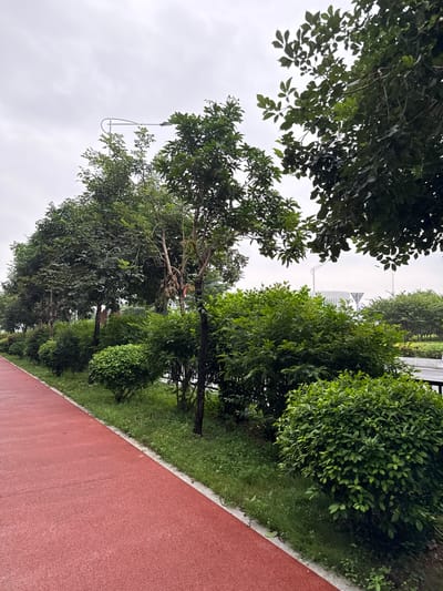 A red asphalt path runs along the left side of the image, bordered by a strip of green grass. To the right of the path, a row of lush green bushes is planted, with several trees of varying heights interspersed amongst them. In the background, a modern building with a circular design and white vertical elements is visible, along with streetlights. The sky is overcast with clouds. The scene appears to be an outdoor recreational area or park.