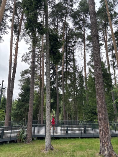 A low-angle shot shows a person walking on a wooden boardwalk that winds through a forest of tall pine and spruce trees. The sky is overcast. The boardwalk has dark grey railings and a light-colored wooden surface. A person in a red jacket and a straw hat is walking away from the camera towards the right of the frame. The ground in front of the boardwalk is covered in green grass. The location is Pavlovskaya Sloboda, Russia.