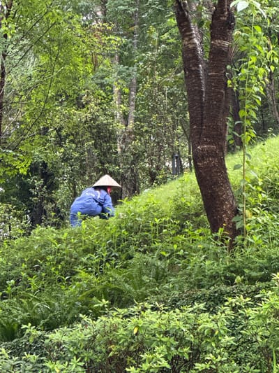 This image, captured in Mu Cang Chai, Vietnam, presents a verdant, hilly landscape with a solitary individual engaged in work. In the middle ground, a person is observed from the rear, crouched down on a green slope, appearing to tend to the dense vegetation. The individual wears a blue long-sleeved uniform or work suit and a traditional conical hat (nón lá), with a small red accent visible near the neck/face area. The environment is characterized by an abundance of lush green foliage, including various shrubs, ferns, and tall herbaceous plants that cover the hillside. A prominent tree with dark, ridged bark stands vertically on the right side of the frame. The background consists of a dense forest with numerous trees and light green canopies. A dark, vertical pole-like structure is faintly discernible through the trees in the upper left background. The scene conveys a sense of human activity within a rich natural setting.