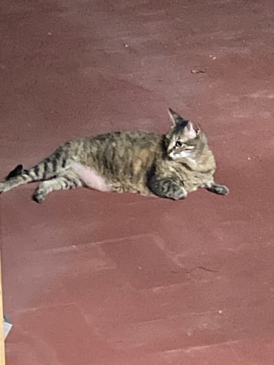 A tabby cat is lying on a reddish-brown surface. The cat is facing to the right and is looking slightly upwards. Its fur is a mix of brown, black, and grey stripes. The cat's paws are tucked underneath its body. The surface appears to be concrete or pavement, and there are a few small white specks scattered across it. There is no indication of the city of Sabadell, Spain in the image.