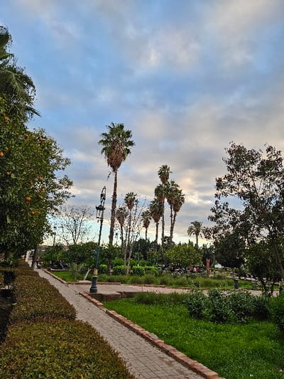 A park scene features a brick-lined path with grass and shrubbery on the right. Palm trees line the left side, leading toward more distant greenery and trees. A lamppost stands near the path. Above, a cloudy sky dominates the view, partially obscured by the taller trees. A lower tree, possibly citrus, is visible on the lower left.