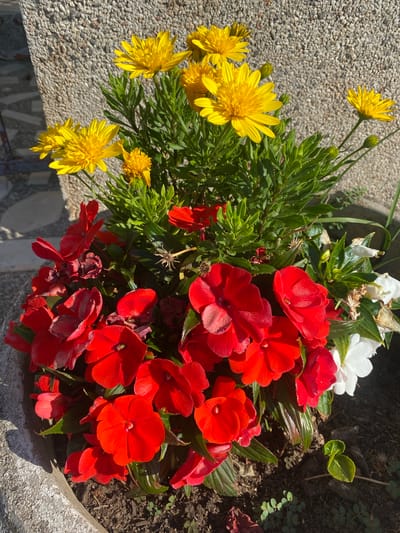 This image displays a close-up view of a flowerpot filled with a vibrant arrangement of red and yellow flowers. The red flowers, which appear to be Impatiens, are clustered together, with some in full bloom and others in various stages of opening. Their petals are a bright, saturated red, and some show slight wilting. Interspersed among the red flowers are several yellow flowers that resemble dandelions or similar composite flowers, characterized by their numerous, slender petals. These yellow flowers are mostly in bloom, with a few buds also visible. Green foliage forms the base for the blooms, with some leaves appearing glossy.

The flowerpot itself is visible around the edges of the frame, appearing to be made of a rough, concrete-like material. The background shows a mix of textures: to the left, a light gray, pebbled surface, possibly a path or wall; and to the right, dark soil with sparse green ground cover and small seedlings. The lighting suggests it is daytime, with sunlight casting distinct shadows, particularly on the lower right side of the pot. The scene is likely outdoors, in a garden or courtyard setting. There is no visible text in the image. The overall impression is one of a brightly colored, summery floral display.