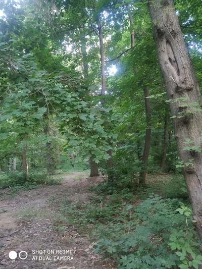 The image shows a sun-dappled forest path in Bishkek City, Kyrgyzstan. The path is made of dirt and leaves, and it winds through a dense forest of deciduous trees. The trees are tall and their leaves are a vibrant green, indicating it is likely springtime or summer. Sunlight filters through the canopy, creating a dappled effect on the path and the forest floor. There are no people or animals visible in the image. The overall impression is one of natural beauty and tranquility. The image also has a watermark at the bottom left corner that reads "SHOT ON REDMI 7 AI DUAL CAMERA".