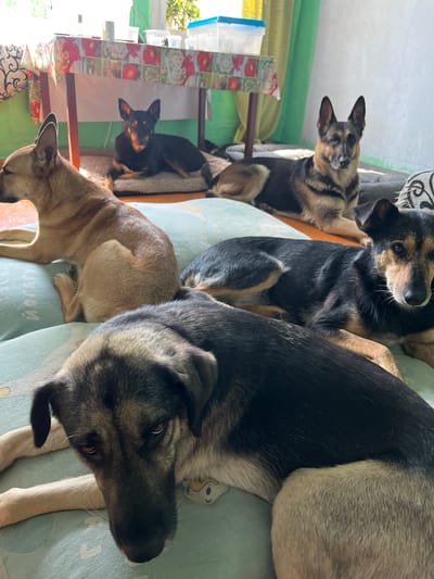 Four dogs are resting on floor cushions in an indoor setting. In the background, a table with a floral tablecloth is visible, as is a green curtain. The room appears to be well-lit, possibly due to natural light from a window. There are no people present in the image.