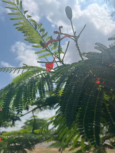 In the city of Barako, Nigeria, this image captures a close-up view of a tree branch against a bright, partly cloudy sky. The branch is adorned with numerous small, green leaves, arranged in a feathery pattern. A few vibrant red petals are visible among the leaves, suggesting the presence of a flowering tree, likely a Poinciana or Flamboyant tree, known for its brilliant red blooms. One flower bud is also visible, elongated and greenish-white. The sunlight filters through the leaves and branches, creating a dappled effect and highlighting the textures of the foliage. The background shows a soft blur of the sky, with scattered white clouds against a clear blue expanse. Hints of distant greenery and a hazy ground level suggest an outdoor setting, possibly a park or a garden within the urban landscape of Barako. There are no people or animals depicted in the scene.