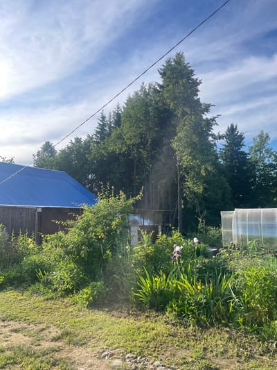 This is a photo of a rural landscape, likely a backyard or garden, on a sunny day. The scene features a blue metal roof of a building, possibly a house or shed, on the left side of the image. In front of the building, there is lush green vegetation, including bushes and some flowering plants with purple and yellow blooms. Further to the right, there is a transparent greenhouse structure. The background is dominated by a dense forest of tall green trees. A power line is visible stretching across the top of the frame, passing over the trees. The ground in the foreground is covered with grass and some gravel. The sky above is blue with scattered white clouds. The image does not contain any people or specific landmarks that would definitively place it in Mirnyy, Russia, but it depicts a typical rural setting found in many regions.