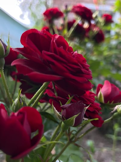 In Novopokrovskaya, Russia, a close-up, low-angle shot captures a cluster of deep red roses and their buds against a softly blurred background. The foreground is dominated by a large, partially open rose, its velvety petals unfurling in rich crimson. Several smaller buds, tightly furled and capped with green sepals, are interspersed among the blooms, some showing hints of the dark red color within. The rose stems are visible, adorned with small, sharp thorns and fine, downy hairs, all rendered in sharp focus. Beyond the immediate blossoms, a soft-focus backdrop reveals more roses and lush green foliage, with a hint of a light blue structure or wall on the left side of the frame, and a bright, hazy sky or diffused light source at the top. The overall impression is one of natural beauty and delicate detail, with a focus on the textures and colors of the roses.