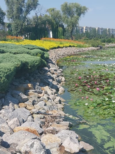 The image depicts a serene park landscape in Dnipro, Ukraine, characterized by a variety of flora and a man-made water feature. In the foreground, a rocky embankment lines the edge of a pond filled with water lilies. The pond itself is teeming with lush green lily pads and a mix of pink and white water lilies in bloom. The embankment is constructed from large, grey and tan stones, interspersed with some dry brush and a piece of black tubing.
Behind the embankment, a manicured garden showcases vibrant floral displays. A dense, dark green hedge forms a prominent border, its rounded shape contrasting with the ruggedness of the rocks. Beyond the hedge, a bright yellow flower bed stretches across the middle ground, transitioning into a row of orange flowers.
In the background, several large trees with flowing, wispy branches, likely willows, dominate the scene. To the left, a few buildings characteristic of urban architecture are visible, suggesting the park is situated within or adjacent to a residential area. The sky is clear and blue, indicative of a sunny day. The overall impression is one of a well-maintained public space, designed for relaxation and enjoyment of nature within an urban setting.